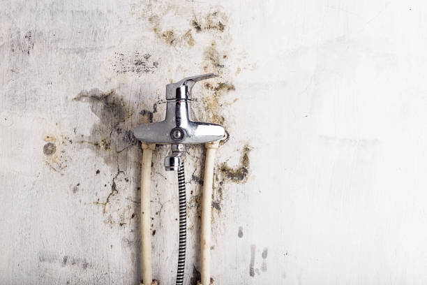 Best Affordable Mold Removal  in New Holstein, WI