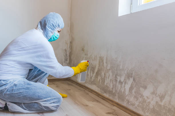 Mold Removal Process in New Holstein, WI