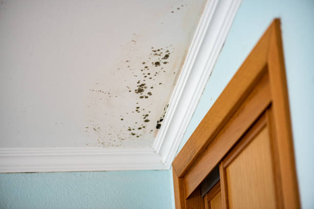 Best Commercial Mold Removal  in New Holstein, WI