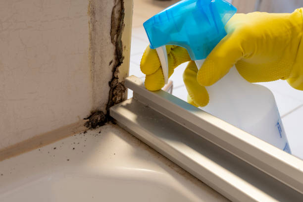 Best Local Mold Removal Service  in New Holstein, WI