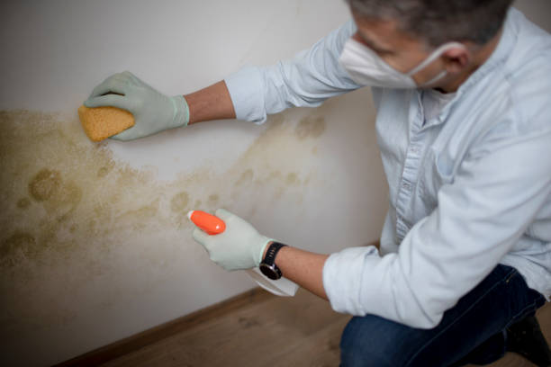 Best Black Mold Removal  in New Holstein, WI