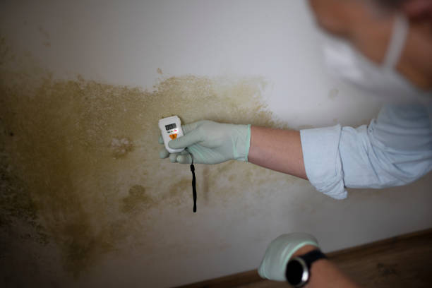 Best Mold Removal Company Near Me  in New Holstein, WI