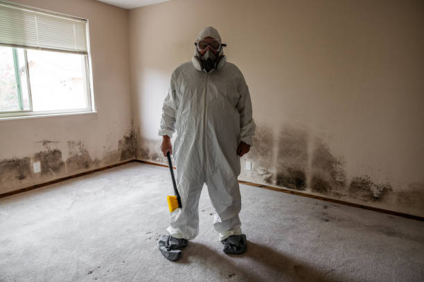 Best Toxic Mold Removal  in New Holstein, WI
