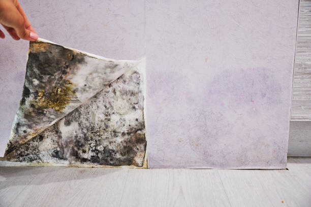 Best Home Mold Removal  in New Holstein, WI